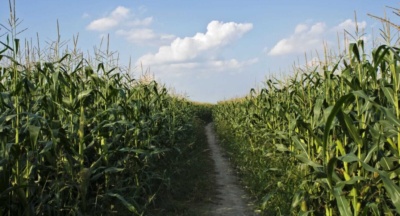 Corn Rallies into Friday’s Close Following Week of Weaker Tour Yields