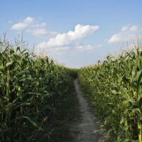 Corn Rallies into Friday’s Close Following Week of Weaker Tour Yields