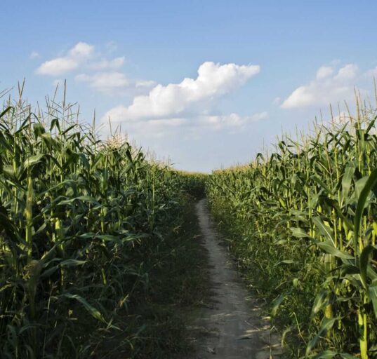 Corn Rallies into Friday’s Close Following Week of Weaker Tour Yields