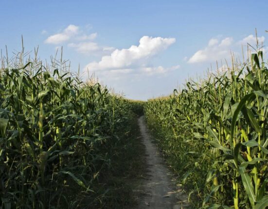 Corn Rallies into Friday’s Close Following Week of Weaker Tour Yields